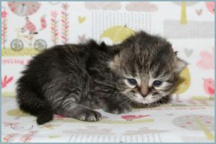 Male Siberian Kitten from Deedlebug Siberians